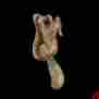 17190 The Renovators Supply Antique Brass Vintage Door Knocker Squirrel 6 3 4 H 096962370770