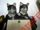 Cia027446 S2690 C.i.a Cats Cast Iron Door Knocker Memo W