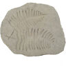 D75922 Home Fern Fossil Outdoor Accent 805845759225