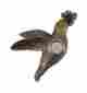 Dbz019 Company S Coming Brz Bird Chime Button No Companys 3pk 185102000193