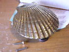 Mh1081 Healy Bay Shell Brass " 4 Scallop Door Knocker Michael Solid