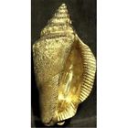 Conk-1 Mayer Knocker Door Shell Conch Brass Mill
