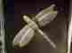 Mhr49 812738001293 Michael Healy Designs Dragonfly Night Glow Doorbell Ringer Nickel Silver