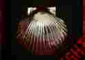 Mhs32 Michael Healy Bay Scallop Nickel Door Knocker By Nib