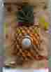 R61079 R61095 Company S Coming Companys Pineapple Painted Doorbell Cover Lighted Button Usa
