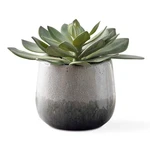 Uttermost 60261 Dudleya 10"W Succulent Artificial Plant In - Green / Aged. Fixed Price $297.60.