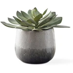 Uttermost 60261 Dudleya Green And Aged White Blue Grey Ombre. Fixed Price $297.60.