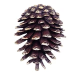 Pinecone Solid Brass Rustic Nature Home Entry Decor. Fixed Price $275.00.
