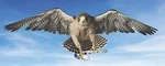 Falcon MA541L-DN-626 Entry/office Dana-napa. Fixed Price $479.31.