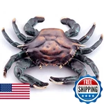 Spi 30748 Crab Doorknocker. Fixed Price $126.88.