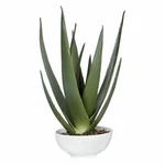 Uttermost 60177 Evarado Aloe Planter With Natural Stones In Glossy White Bowl. Fixed Price $314.40.